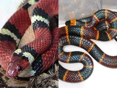 How to differentiate a Coral Snake from a Scarlet Kingsnake before you make a dangerous mistake