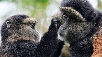 From fur to data: How eDNA is revolutionising wildlife monitoring in Africa