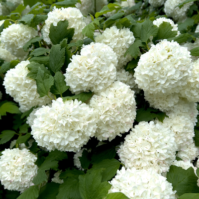 Sorry hydrangeas, this low-maintenance shrub is better for small gardens – it's fragrant, compact and offers colour all year round
