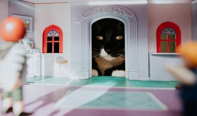 ‘It saved my couch’: 10 must-have items cat owners swear by to pet-proof their home
