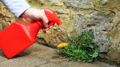 Gardening experts reveal the only time vinegar actually kills weeds for good