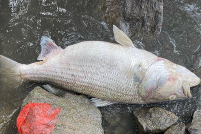 Massive fish kill that stretched 20-miles along river outside of Atlanta being investigated