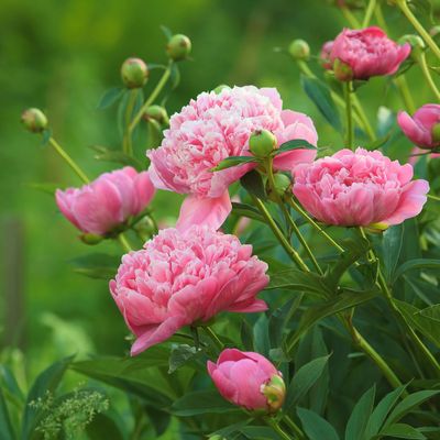 5 reasons why your peonies aren’t blooming – and the simple fixes pro gardeners swear by