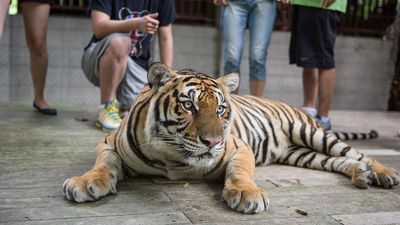 This tiger video is going viral for all the wrong reasons. I’m shocked by the trend of taking photos with captive tigers