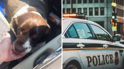‘Do Better’: Woman Sees A Dog In A Hot Car. Now What?