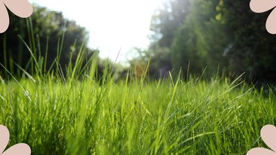 Grass expert reveals the one thing you shouldn't do to your lawn in a heatwave