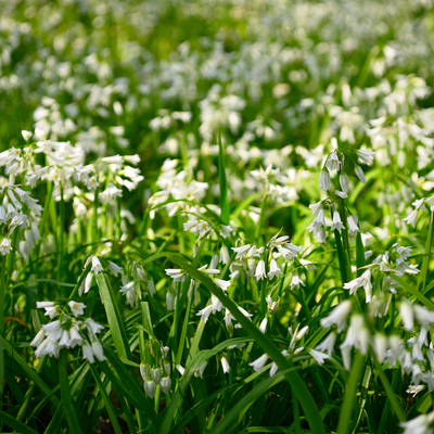 Garden experts issue warning against rapidly spreading invasive plant that looks just like snowdrops