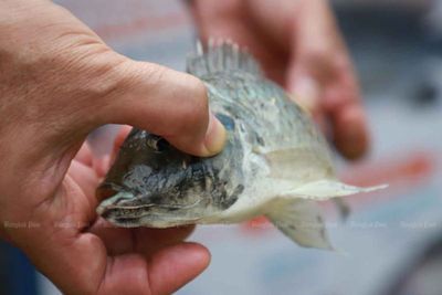 Minister requests seven days to review tilapia evidence