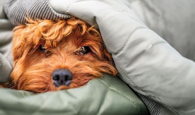 How to Cut the Cost of Pet Care