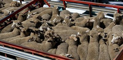 Thousands of sheep and cows die in trucks and saleyards every year. They need better protection
