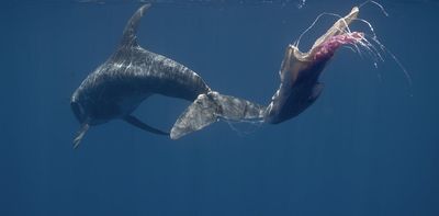 Entanglement injuries cause prolonged suffering for whales and dolphins – early intervention is crucial