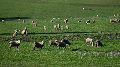 Kiwi firm's sheep-derived healing products sales soar