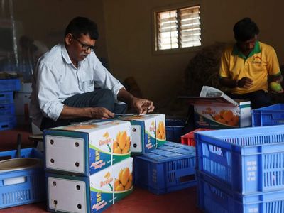 India's prized Alphonso mango crop ruined by weather