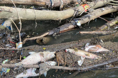 Thousands of dead fish in US river sparks major investigation