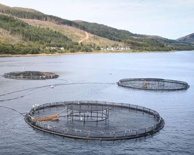 Millions of salmon deaths at Scottish farms disclosed after watchdog’s ruling