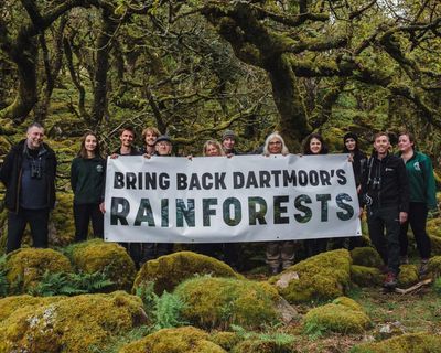 ‘Let these amazing forests come back to life’; push to expand England’s rainforest