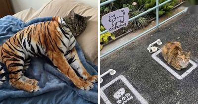 38 Hilarious Moments Caught On Camera, As Shared By “Important Animal Images” (New Pics)