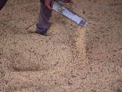India cancels soymeal export deals, turns to Africa for soybean imports