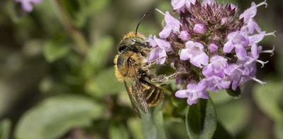 Heatwaves are destroying the sex lives of bees – new research