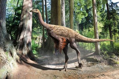 Mystery as fossil of ostrich-like dinosaur found off coast of Canada