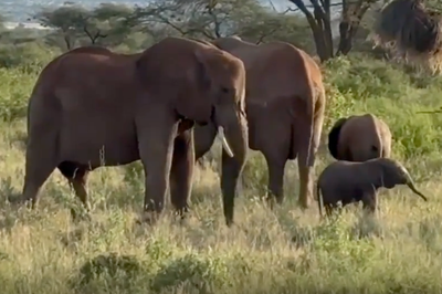 Lost baby elephant reunited with herd after researcher helps find missing family