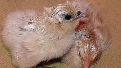What came first, the chicken or the egg? Colossal Biosciences answers the question via its latest ‘de-extinction’ attempt
