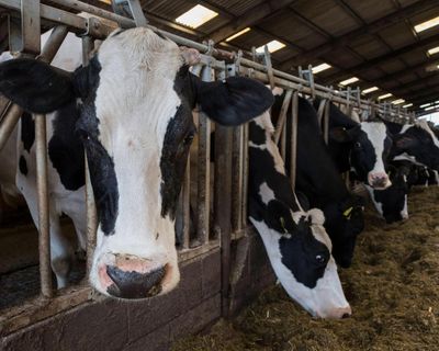 Huge rise in factory-style dairy farming of ‘battery cows’ in UK as costs rise