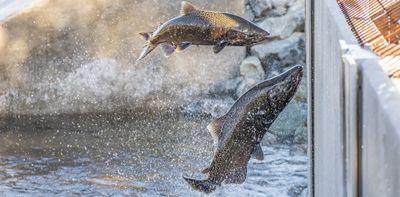 California’s salmon fishery is reopening after a population crash led to a 3-year closure, but that doesn’t mean all is well