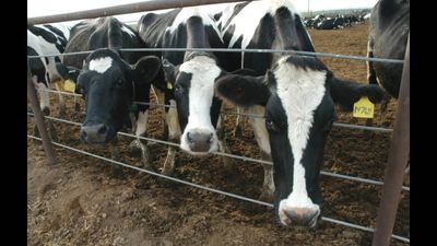 UK sees sharp rise in ‘battery cow’ farms as dairy industry faces rising pressure