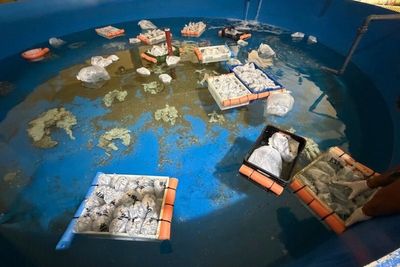 Shipment of 700 marine animals from Kenya intercepted in Argentina