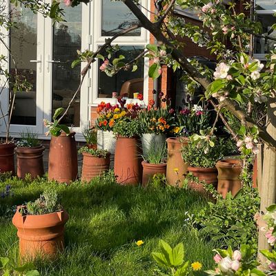 A few years ago I went LOOPY in the garden, and decided to keep all my weeds – here’s why I value them as much as my plants
