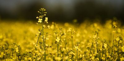 Rising geoplitical tensions show why Canada’s agri-food trade strategy needs to change