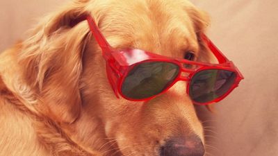 Nebraska police investigate shooting. Their No. 1 suspect? A dog