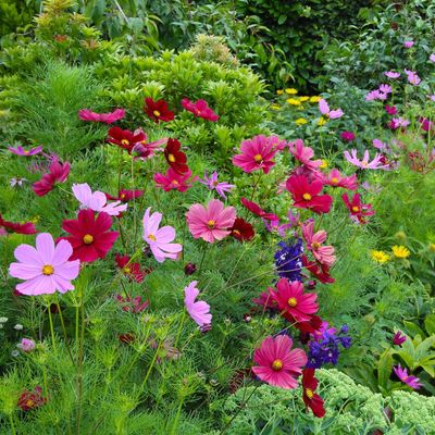 7 fast-growing seeds to sow directly outdoors in May for a garden bursting with flowers by summer