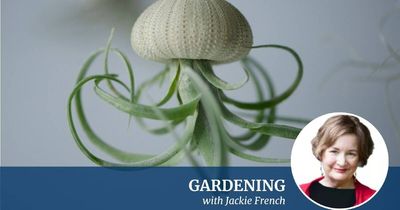 The $7 plant that kids adore and is almost impossible to kill