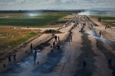 Photos of the freekeh harvest, Syria's roasted green wheat grain