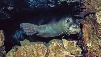 Underwater camera footage reveals hiding spot of critically endangered monk seals that disappeared from beaches