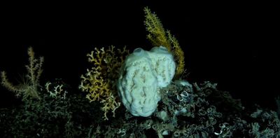 Deep-sea sponges survive in complete darkness in ways we didn’t know before