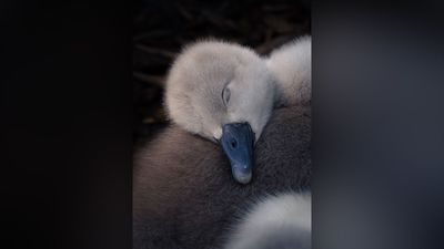 18-year-old photographer wins top prize with heartwarming cygnet image – "They all lay down for a rest right beside me"