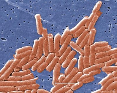 Climate crisis is accelerating antibiotic resistance across world, study says