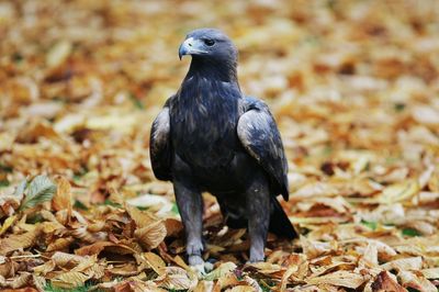 Birds of prey in Scotland persecuted 182 times over 10 years – study