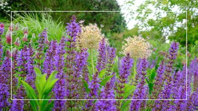 Sarah Raven reveals 'unsung hero of the late summer garden' – explaining why now is the time to plant it