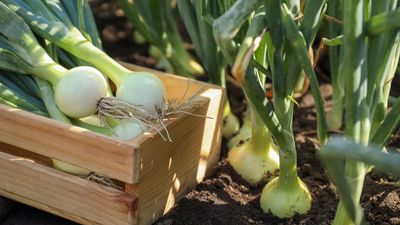 Unpredictable Spring Temperatures Can Cause Onions to Bolt – Do This One Quick Fix to Save Your Crop