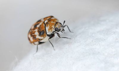 The hidden ways carpet beetles get inside your home — and how to spot them
