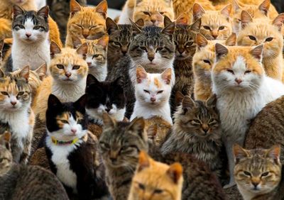 ‘Catnomics’: how Japan’s feline fixation has become an industry worth billions