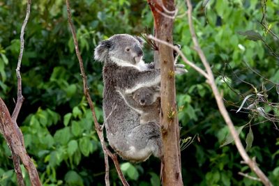 Even moderately hot days raise risk of koala deaths: study
