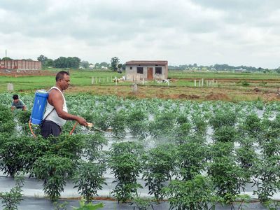 Monsoon uncertainty, price pressures to weigh on Indian agrochemical performance: Report