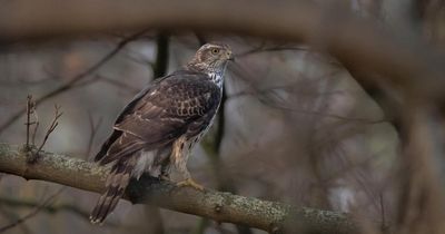 How 182 birds of prey were illegally killed across Scotland in 10 years