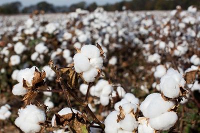 Brazil’s cotton farmers cash in on rally fueled by obstacles worlds away