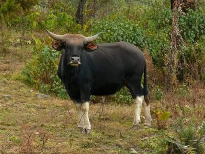 Commercial slaughter of Mithuns banned in Arunachal' s Itanagar